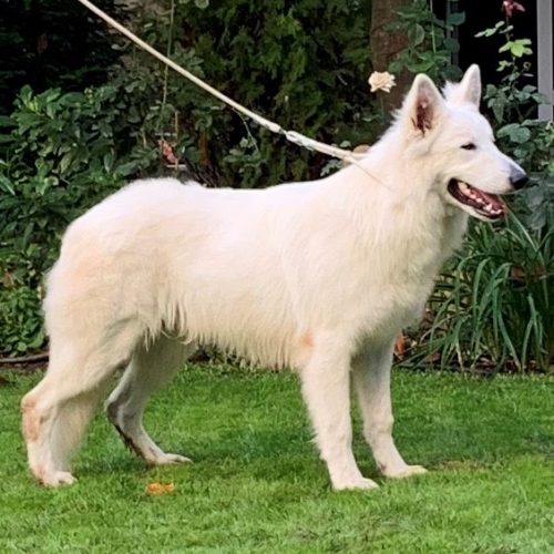 LOBO DE MONTE POZUELO