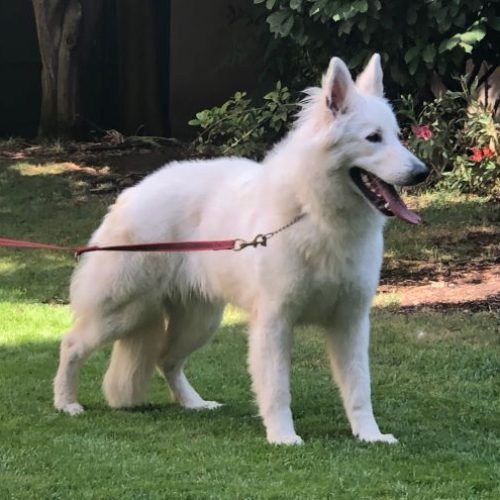 CH Nala de la Divine Blanche